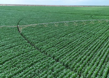 Kenya Secures Sh12.5 Billion Investment to Revive Galana-Kulalu and Strengthen Food Security