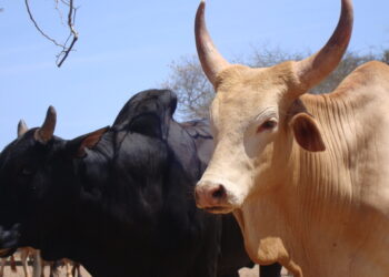Kenya Receives Sh443 Million Investment Breed Climate-Friendly Cattle And Boost Farmers’ Livelihoods