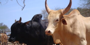 Kenya Receives Sh443 Million Investment Breed Climate-Friendly Cattle And Boost Farmers’ Livelihoods