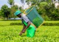 Over 51000 Tea Farmers in Kirinyaga and Embu To Benefit from Sustainable Agriculture Training