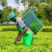 Over 51000 Tea Farmers in Kirinyaga and Embu To Benefit from Sustainable Agriculture Training