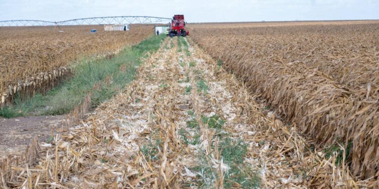 Galana Kulalu Revival: Kenya Makes Major Strides Toward Food Security Under Ruto’s Administration