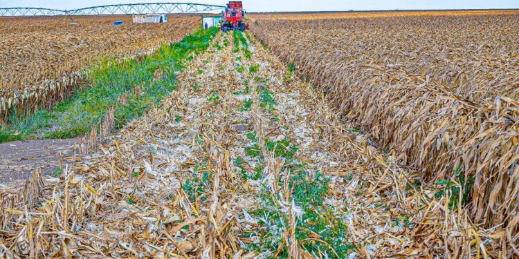 Galana Harvest Of 9,000 Bags Of Maize Ushers In A New Era Of Food Security For Kenya