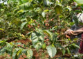Kenyan Government Launches Bold Plan To Double Coffee Production In Three Years