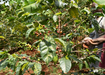Kenyan Government Launches Bold Plan To Double Coffee Production In Three Years