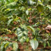 Kenyan Government Launches Bold Plan To Double Coffee Production In Three Years