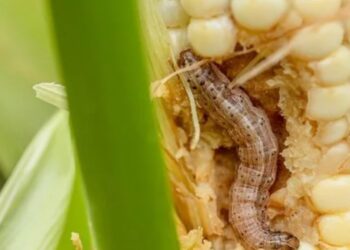 Kenya Has Unveiled AI-Powered Pest Management System In Landmark Partnership With South Korea