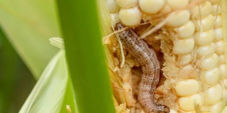 Kenya Has Unveiled AI-Powered Pest Management System In Landmark Partnership With South Korea