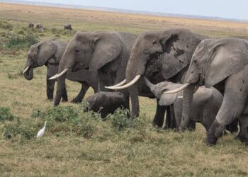 Kenya Targets 7.5 Million International Tourists By 2030 In Bold Growth Plan To Boost Revenue And Jobs