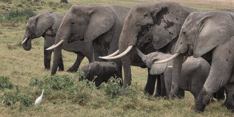 Kenya Targets 7.5 Million International Tourists By 2030 In Bold Growth Plan To Boost Revenue And Jobs