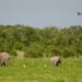 Kenya To Host Global Conservation Tech And Drone Forum; Turning Conservation Technology Into A Tourism And Security Asset