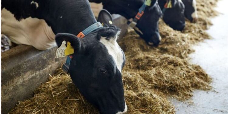 Kenya’s Recently Approved Sh9.7 Billion Livestock Project Expected To Reset Kenya’s Food Economy And Security