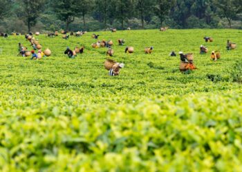 Government Injects Sh3.5 Billion to Revamp Tea Sector, Boost Farmer Earnings
