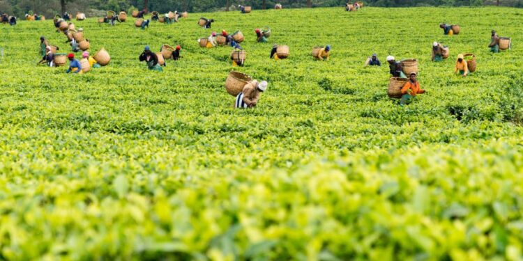 Government Injects Sh3.5 Billion to Revamp Tea Sector, Boost Farmer Earnings