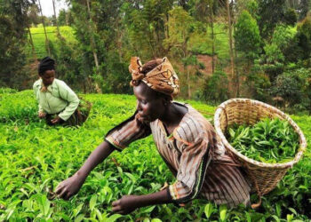 Kenyan Government Releases Sh3.5 Billion To Modernize Tea Factories Nationwide And Revamp Tea Sector