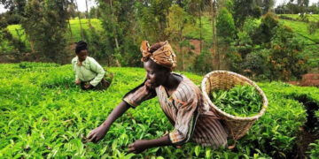 Kenyan Government Releases Sh3.5 Billion To Modernize Tea Factories Nationwide And Revamp Tea Sector