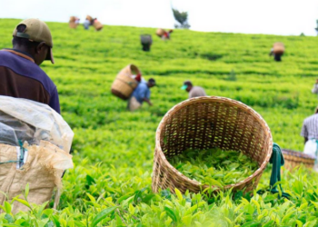 Kenya Tea Export Earnings Hit Ksh 186.9 Billion on Rising Global Demand