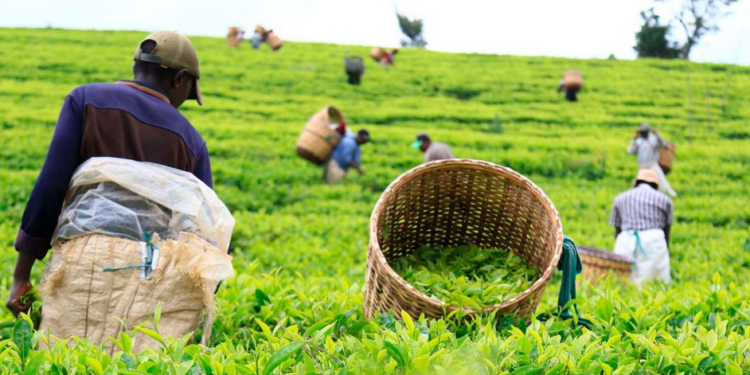Kenya Tea Export Earnings Hit Ksh 186.9 Billion on Rising Global Demand