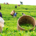 Kenya Tea Export Earnings Hit Ksh 186.9 Billion on Rising Global Demand