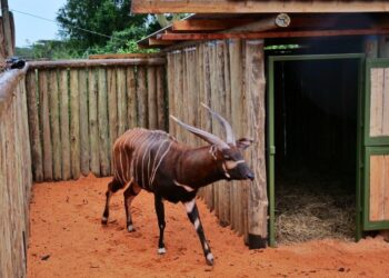 Kenya Strengthens Global Conservation Leadership As 4 Mountain Bongos Arrive From Czech Republic