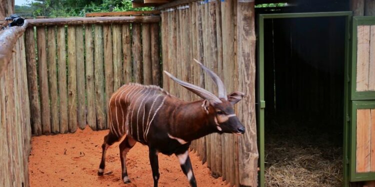 Kenya Strengthens Global Conservation Leadership As 4 Mountain Bongos Arrive From Czech Republic