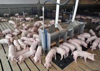 Kenya Bets Big On Pig Farming With 125 Percent By 2030 Growth Plan To Power Jobs And Incomes
