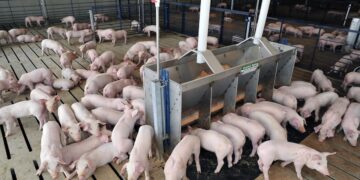 Kenya Bets Big On Pig Farming With 125 Percent By 2030 Growth Plan To Power Jobs And Incomes