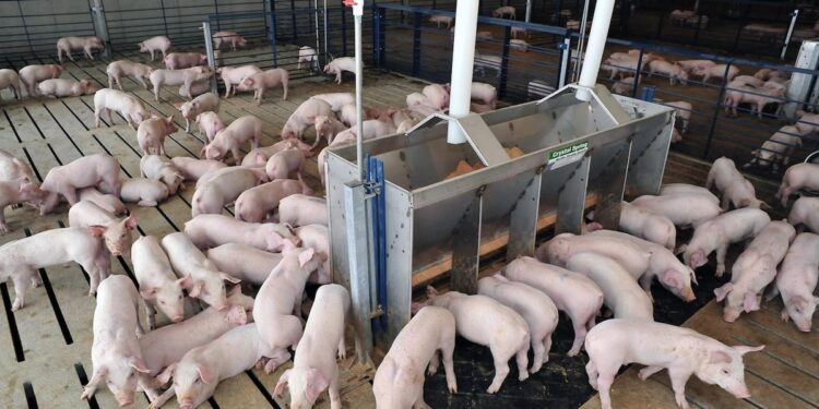 Kenya Bets Big On Pig Farming With 125 Percent By 2030 Growth Plan To Power Jobs And Incomes