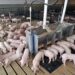 Kenya Bets Big On Pig Farming With 125 Percent By 2030 Growth Plan To Power Jobs And Incomes