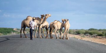 President Ruto Rolls Out Bold Plan to Transform Pastoral Economy as Wajir Benefits from Multi-Billion Development Investments