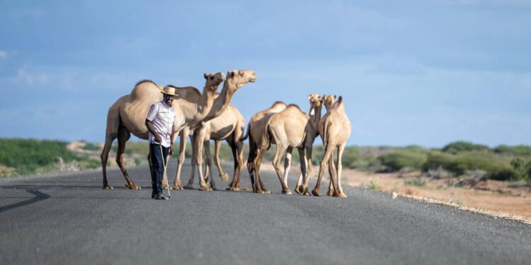 President Ruto Rolls Out Bold Plan to Transform Pastoral Economy as Wajir Benefits from Multi-Billion Development Investments