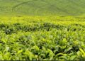 Kenya Targets Ksh1.42 Billion Through New Tea Export Levy To Modernize Kenya’s Tea Industry