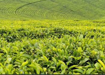 Kenya Targets Ksh1.42 Billion Through New Tea Export Levy To Modernize Kenya’s Tea Industry
