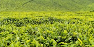 Kenya Targets Ksh1.42 Billion Through New Tea Export Levy To Modernize Kenya’s Tea Industry