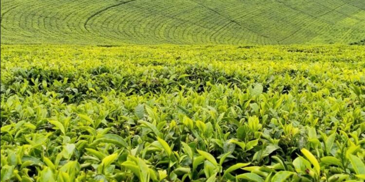 Kenya Targets Ksh1.42 Billion Through New Tea Export Levy To Modernize Kenya’s Tea Industry