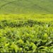Kenya Targets Ksh1.42 Billion Through New Tea Export Levy To Modernize Kenya’s Tea Industry