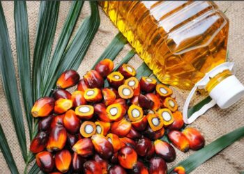 Kenya To Establish A $100 Million Palm Oil Processing Plant At Witu Nyangoro Ranch In Lamu