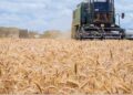 Kenya Government Raises Wheat Price To Ksh 5,100 In Major Boost For Farmers