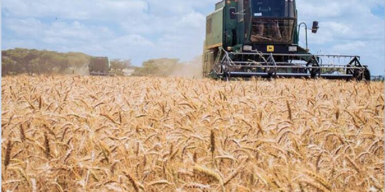 Kenya Government Raises Wheat Price To Ksh 5,100 In Major Boost For Farmers