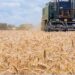 Kenya Government Raises Wheat Price To Ksh 5,100 In Major Boost For Farmers