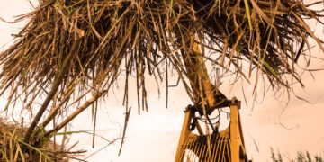Kenya Bans Sugar Imports, Signaling New Era Of Self-Sufficiency