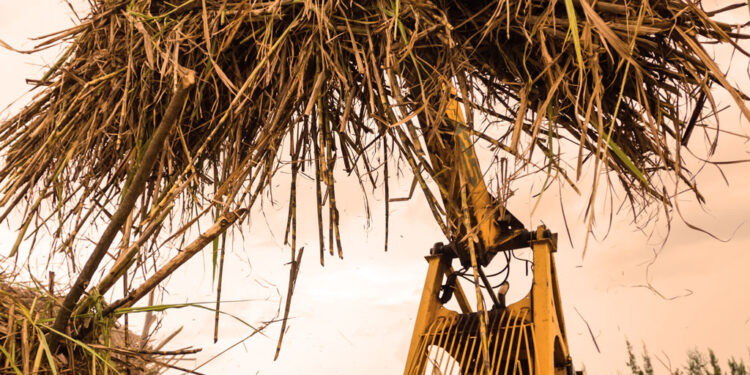 Kenya Bans Sugar Imports, Signaling New Era Of Self-Sufficiency