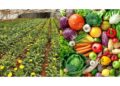 East Africa Launches Horticulture Council IN Nairobi To Cut Trade Bottlenecks