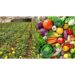 East Africa Launches Horticulture Council IN Nairobi To Cut Trade Bottlenecks